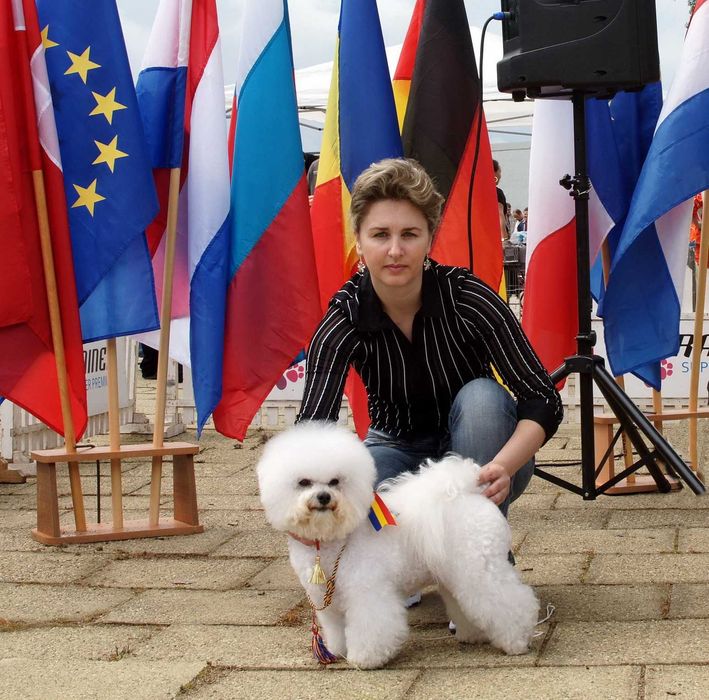 Bichon Frise cu Pedigree si pasaport
