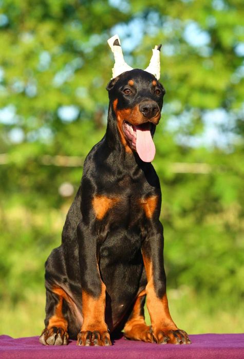 Pui de Doberman European