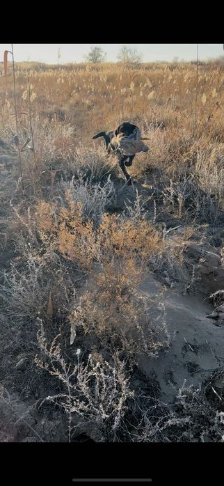 продам охотничью собаку дратхаар