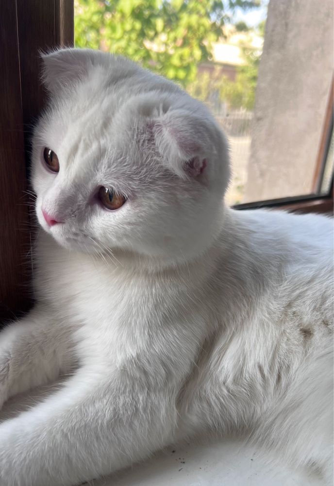 Шотландский вислоухий котик в поисках тёплого дома