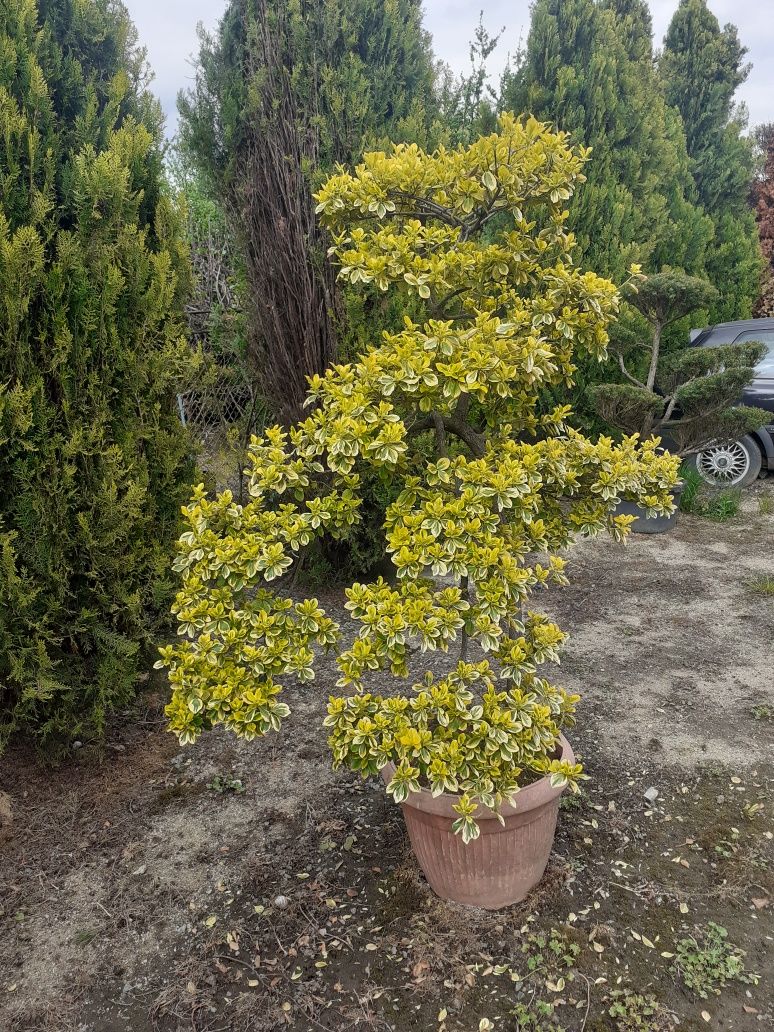 Bonsai Evonimus fortunei 1.5 m inaltime , colectie personala .