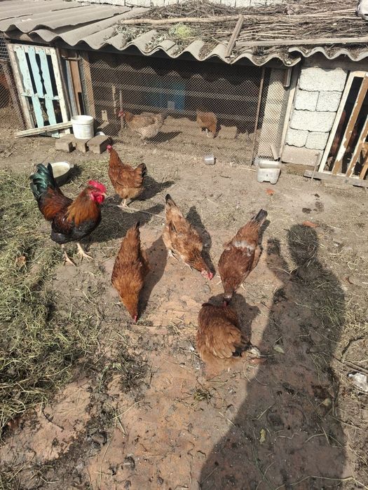 Тухум домашний яйцо