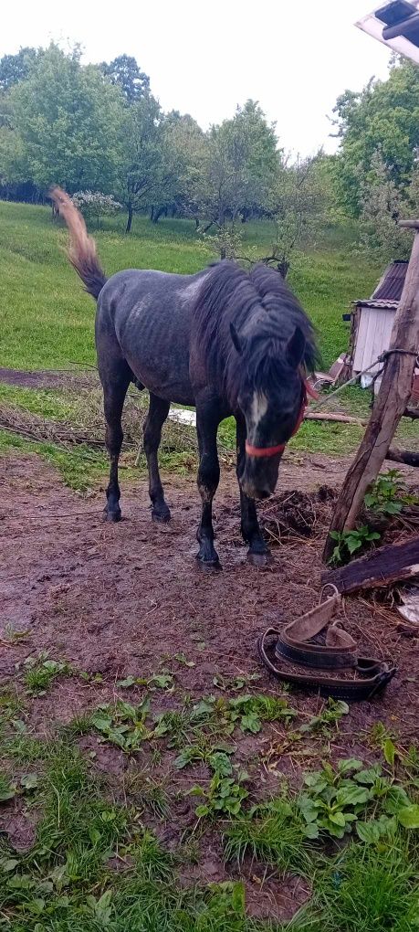 De vânzare mânz în vârstă de 2 ani.Localitatea Baia Sprie. Maramureș