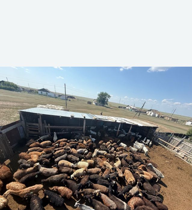 багылан токтылар сатылады