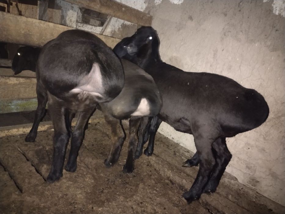 Qoylar urgochi tugmagan soglom