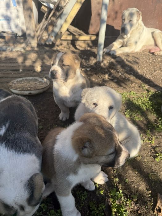 Страхотни кутрета Сао алабай