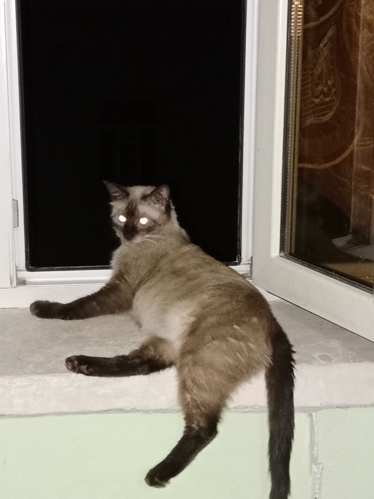 Зоттор мушук болалари