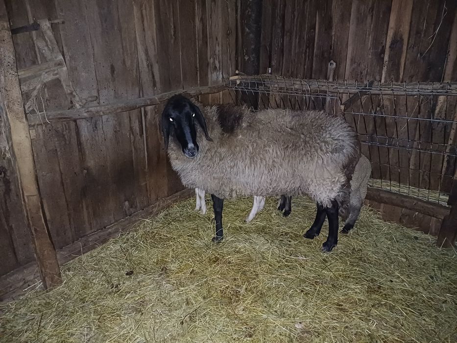 Vand oaie carabasa  grasa