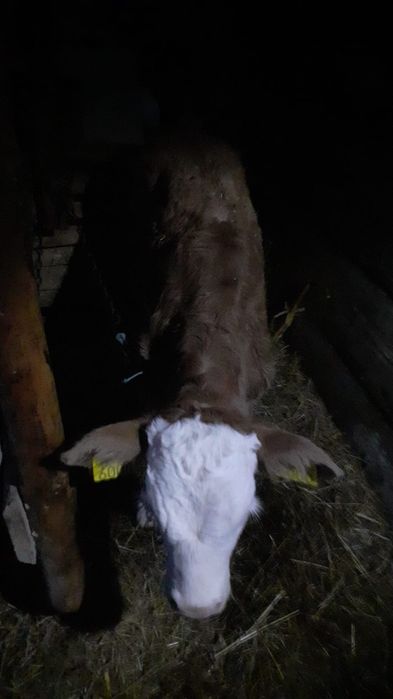 Vaca bălțată fătată de două săptămâni