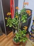 Vand 2 plante interior