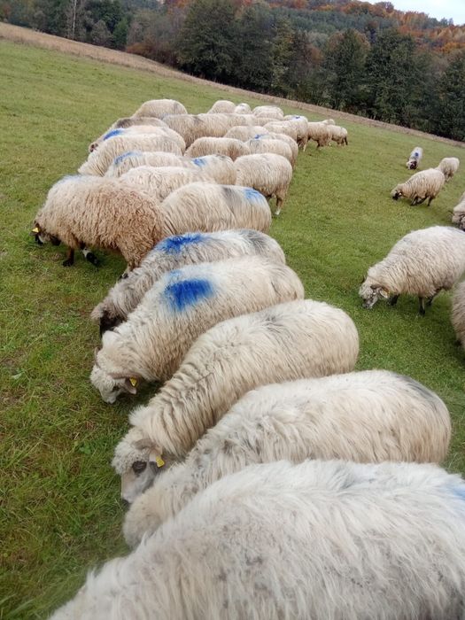 Vând oi țurcane si mioare