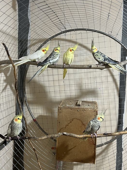 Попугай Карелла Эр хотин 600 минг боллари 200 мингдан