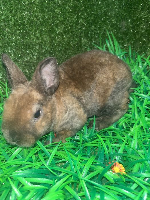 Карликовый ( mini) рекс мини кролик плюшевый