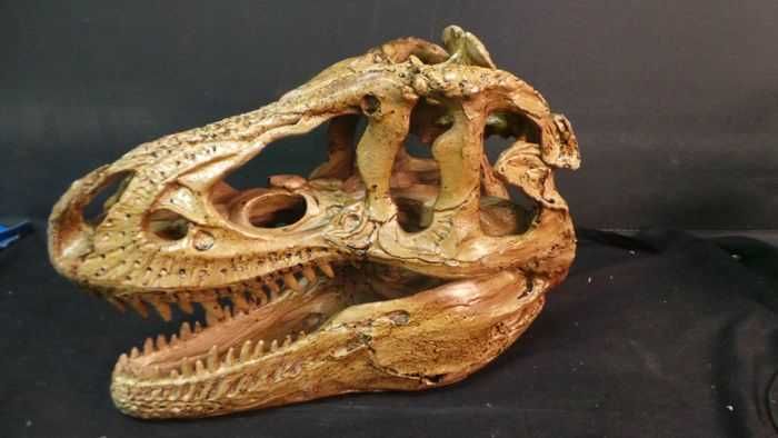 Craniu dinozaur T-REX