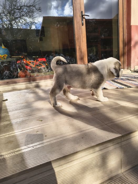 Ciobanesc de Asia Centrala(Alabai)