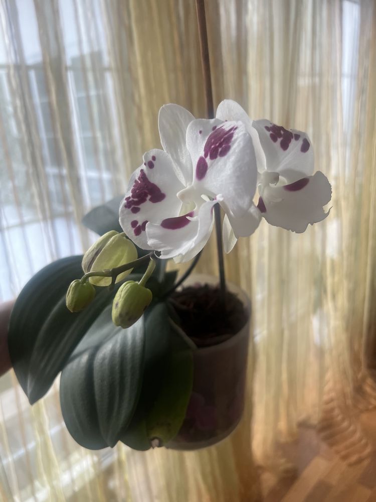 Орхидея продам