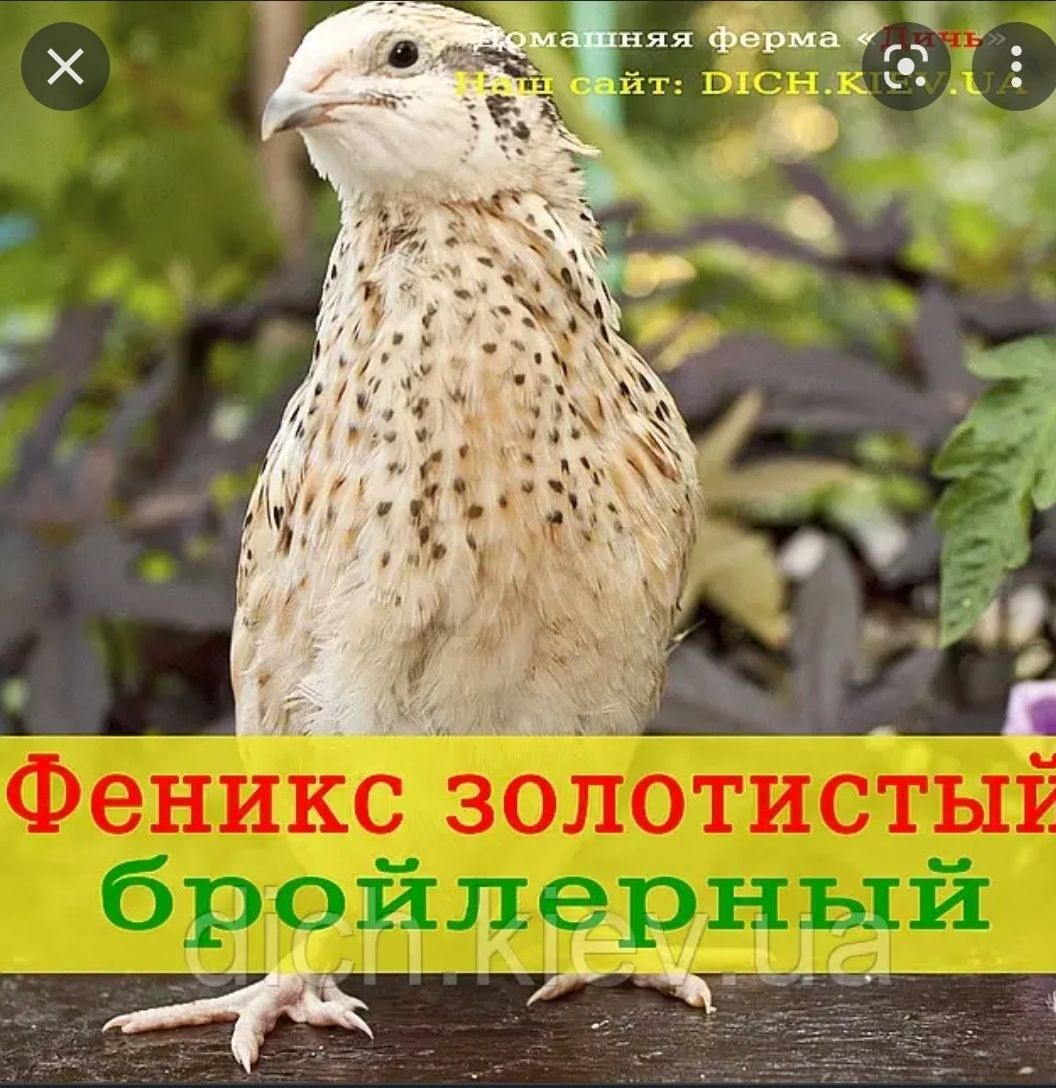 Продаю перепелиные яйца. Бөдене жұмыртқалары сатылады.