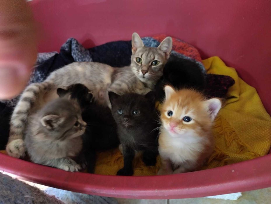 Подарявам шест прекрасни котета