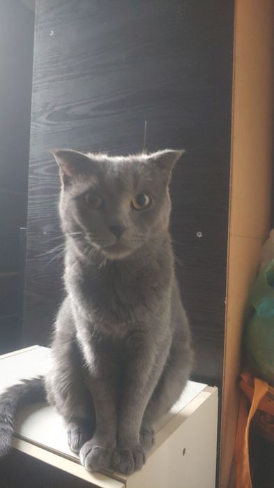 Пристраивается  в добрые руки девочка кошка