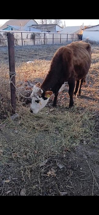 Буаз, қысыр, ұрғашы тайынша