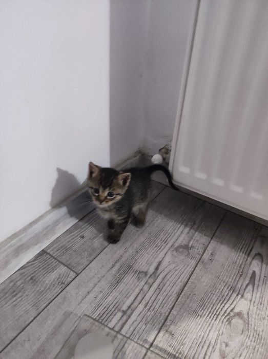 Donez trei puiuti de pisica sanatosi si frumosi