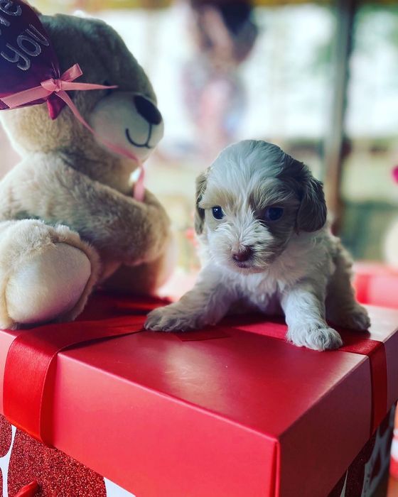 Maltipoo puppies