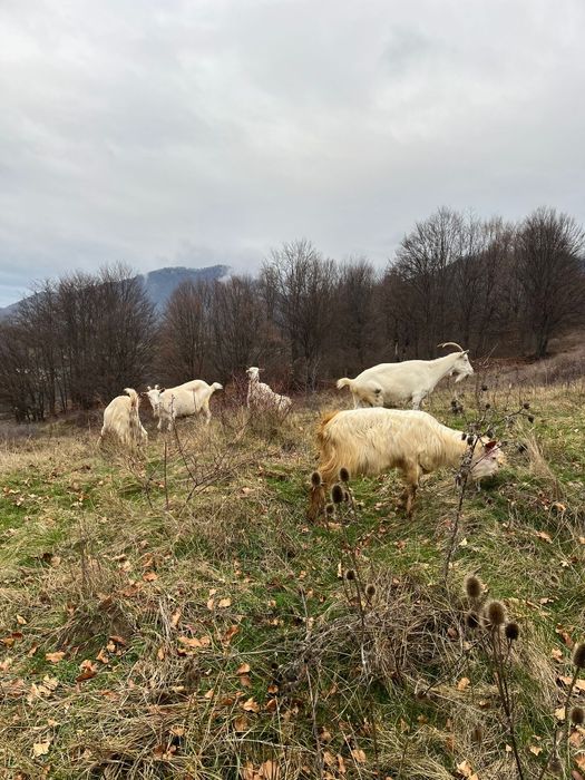 Vand 5 capre și un țap sannen