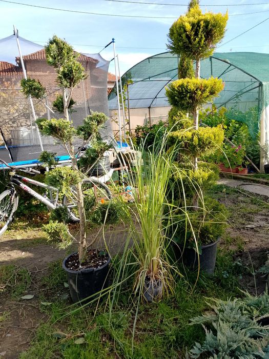 Лавровишна за жив плет 4лв