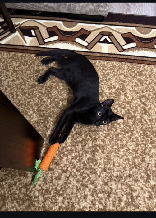 Коте черно (пума)