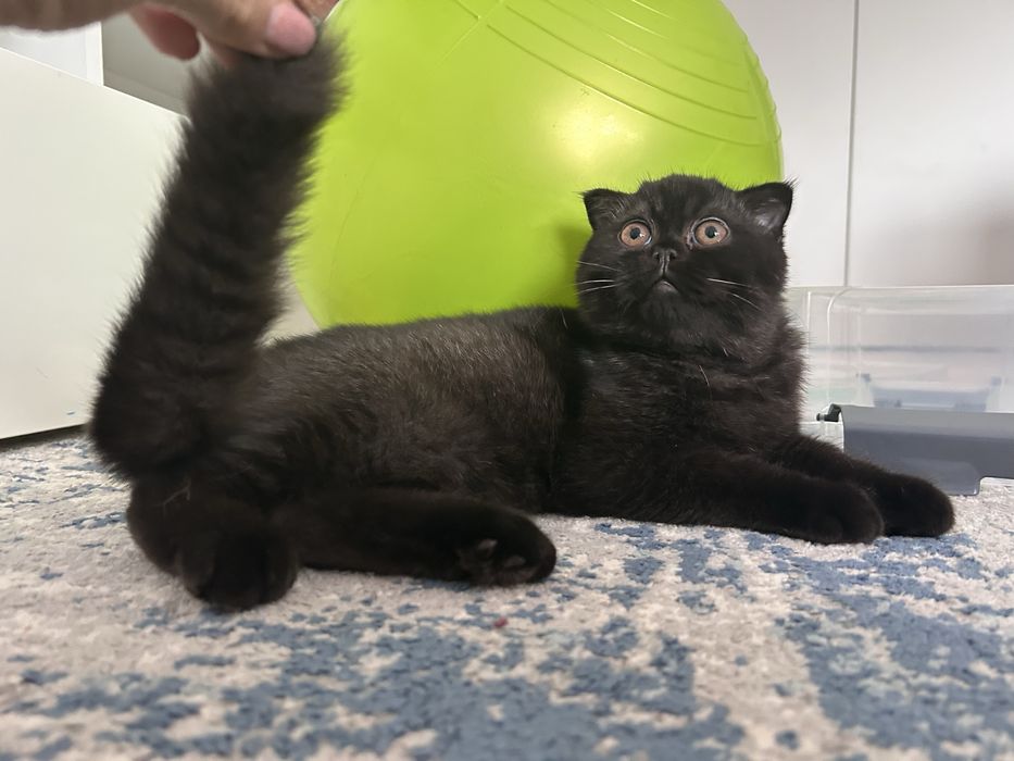 Pisoiaș de Elită, rasă pură Scottish Fold, cu Pedigree - poze reale