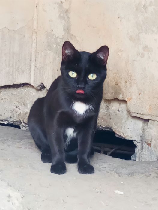 Срочно! отдаём котят