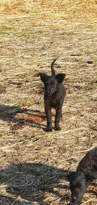 Catei de intors oi/vaci