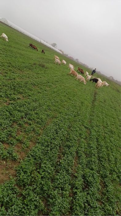 Vand 21 capre pret negociabil