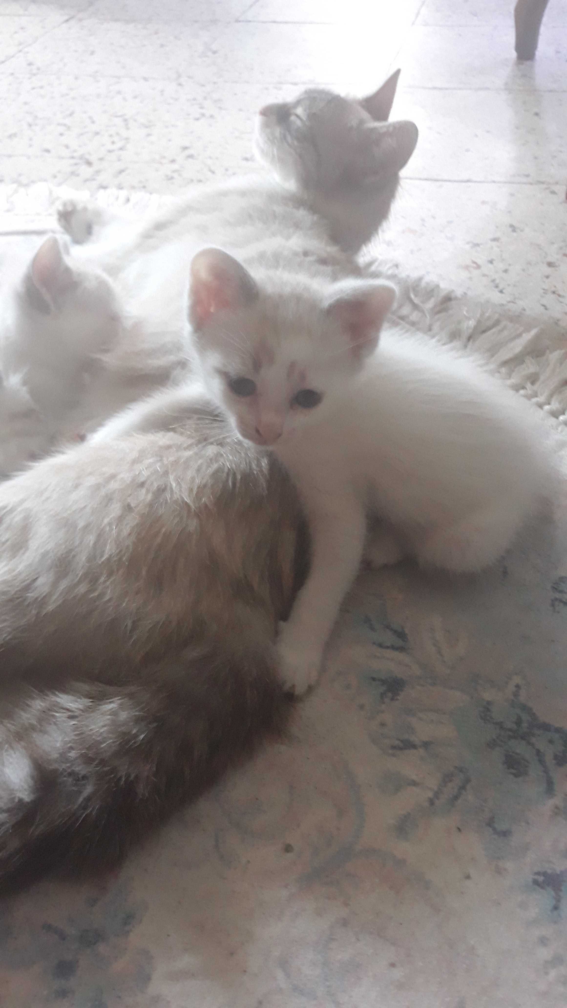 Котенца си търсят дом