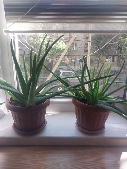 Комнатные цветы срочно