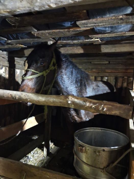 Екі жасар құнан сатылады