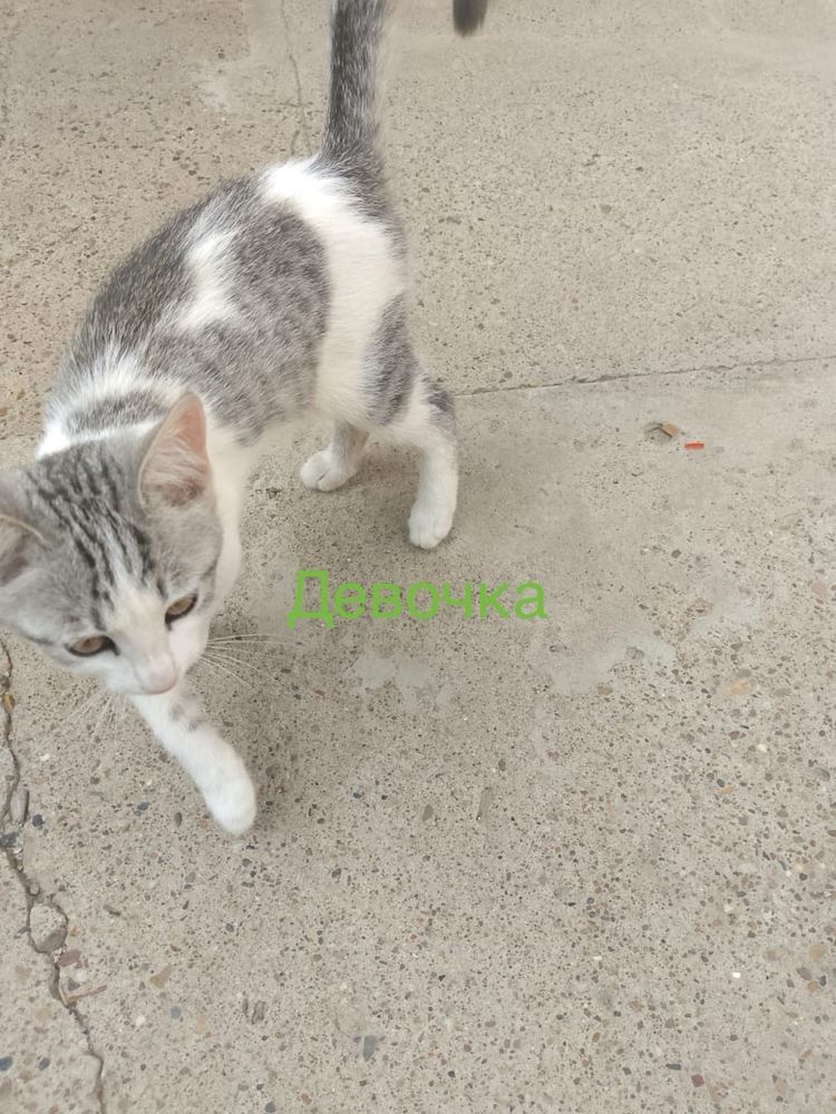 Котята ищут дом и заботливую семью