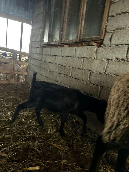 De vanzare o capra si un tap