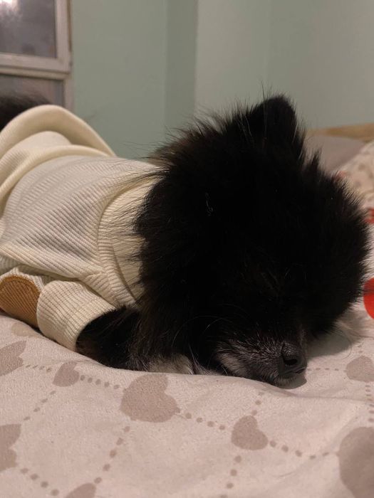 Ищем невесту для шпица