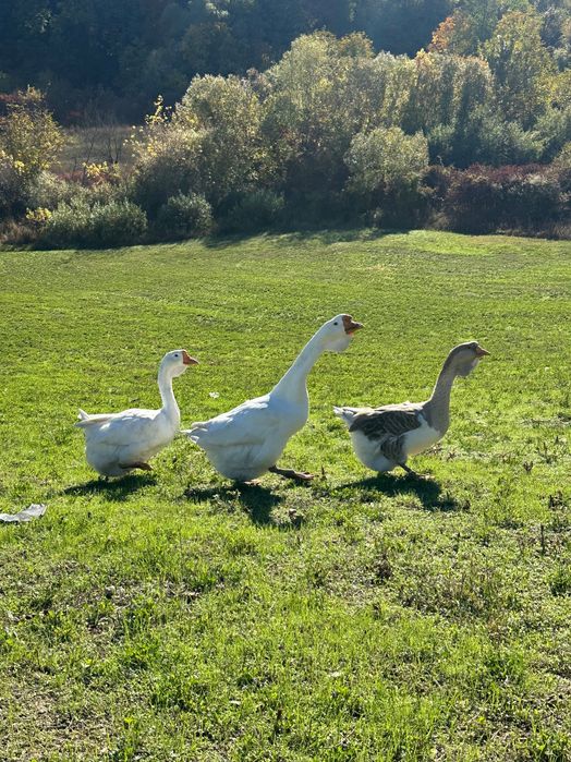 Vând gâște holmogor