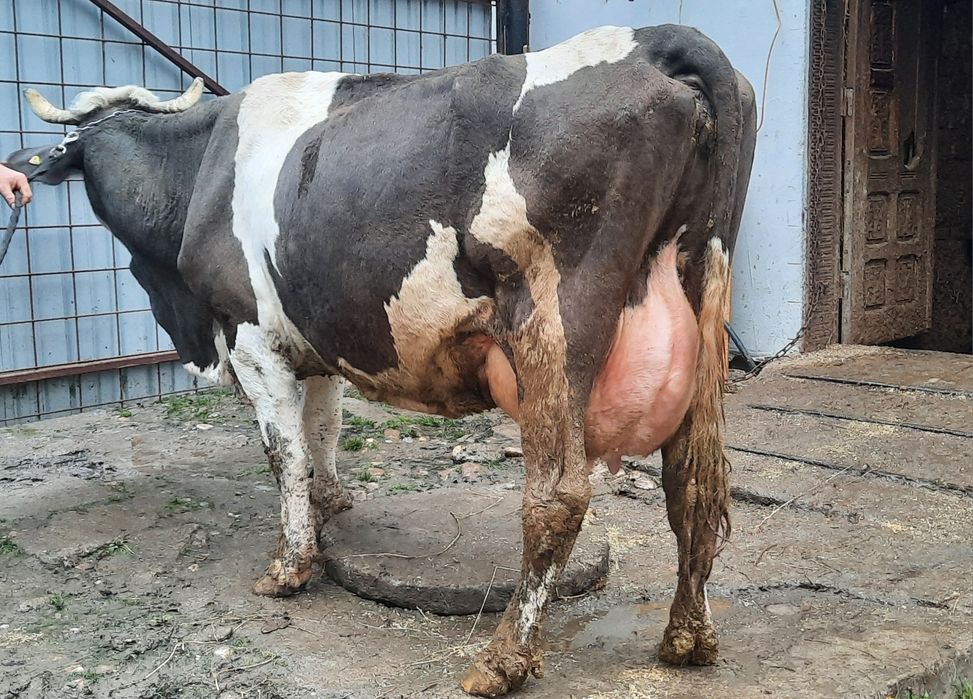 Vacă  de  Lapte!!