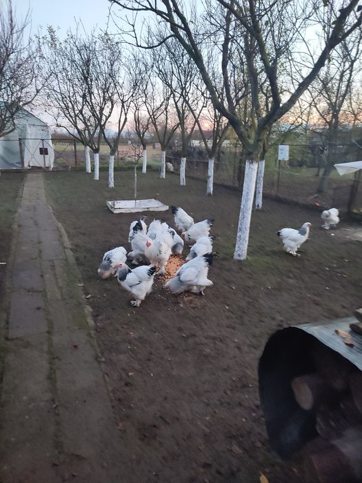 Cocoși Brahma schimb cu găini Brahma