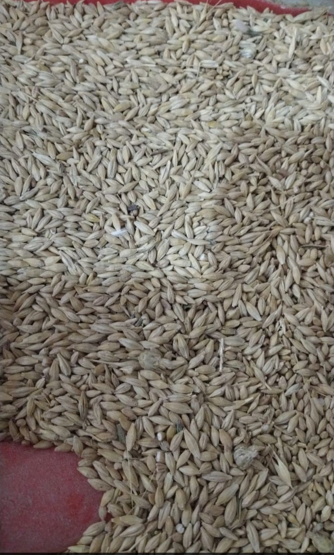 Пшеница для животных и птиц