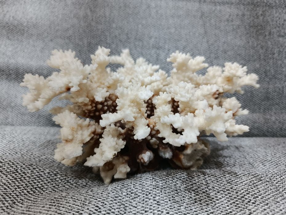 Коралл искусственный. Украшение