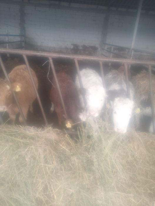 Viței și vițele .