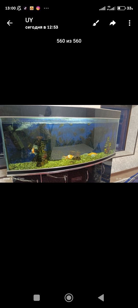 Acvarium srochna sotladi