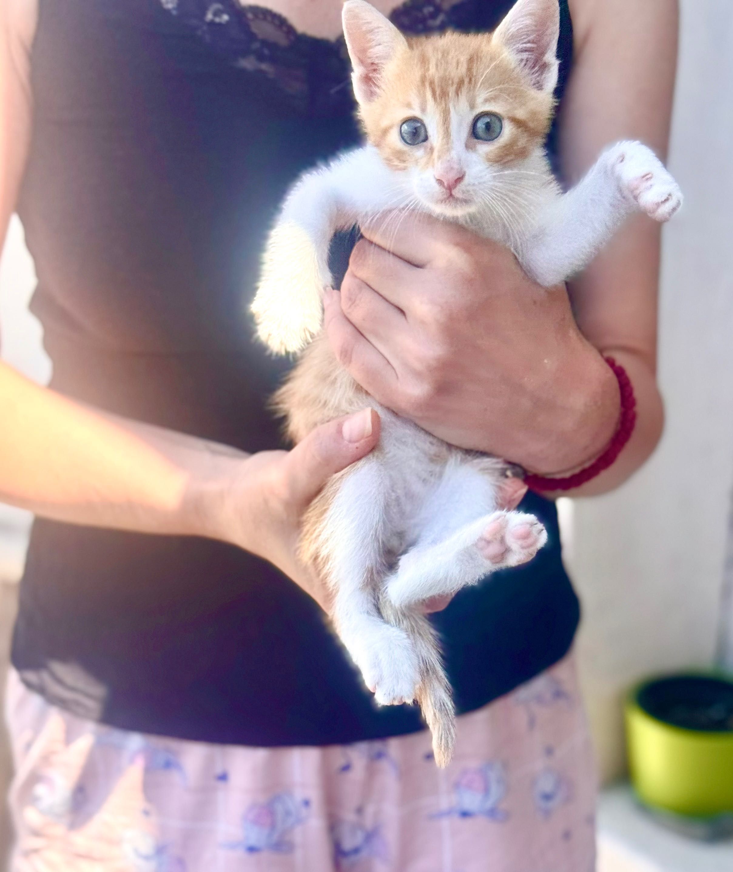 Подарявам коте / котенце
