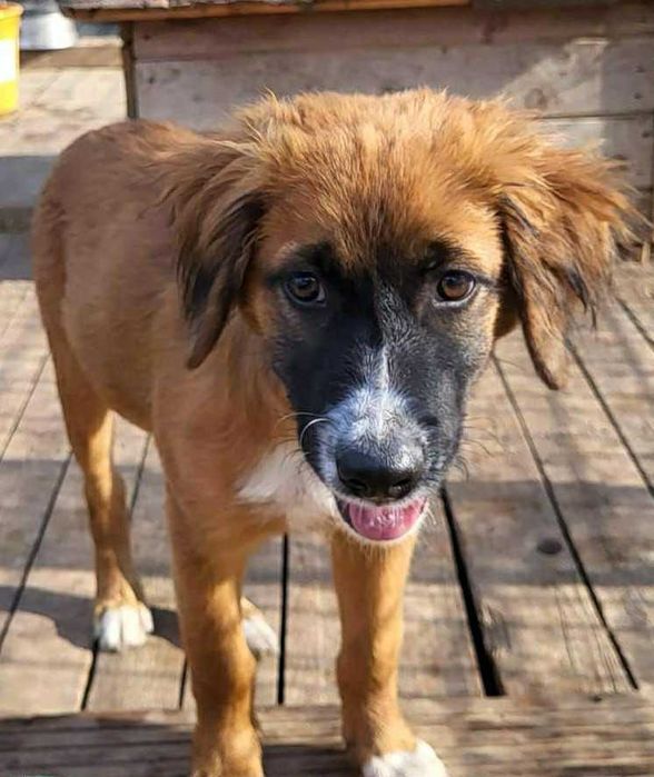 pentru adoptie- Ares isi cauta familia!