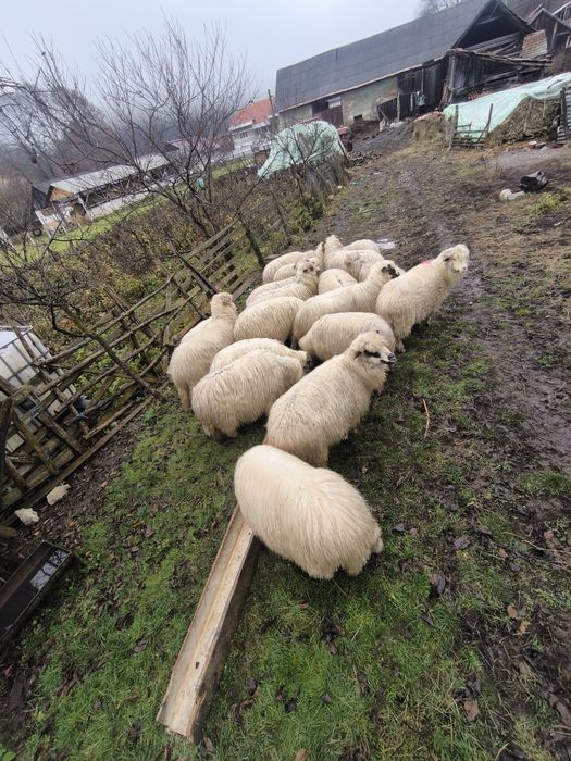 De vânzare ovine