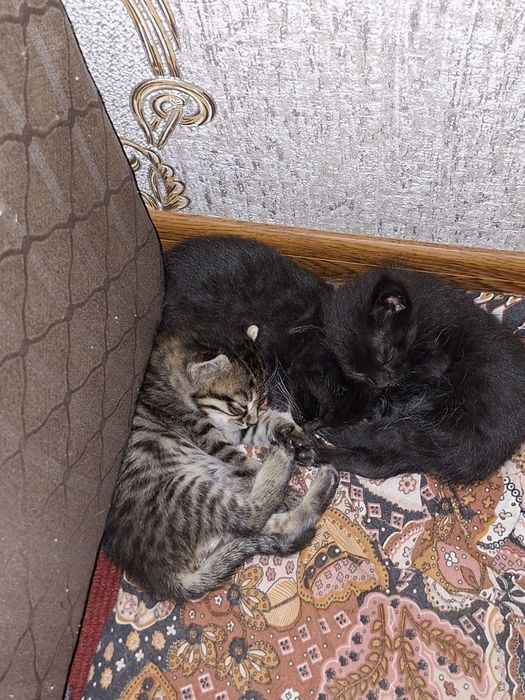 Отдам даром котят